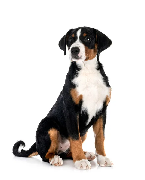 Cachorro Appenzeller Sennenhund Delante Fondo Blanco — Foto de Stock