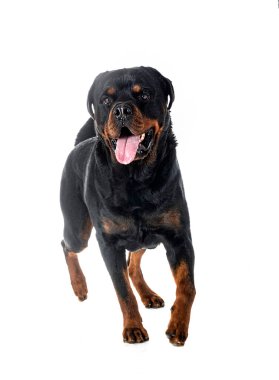 Beyaz arkaplan önünde safkan rottweiler