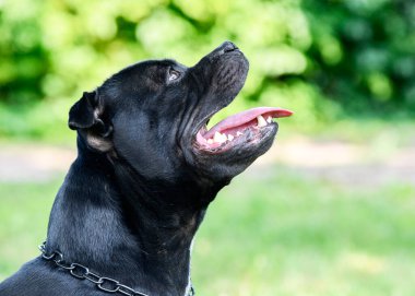 Bir personelle itaat disiplini için köpek eğitimi.