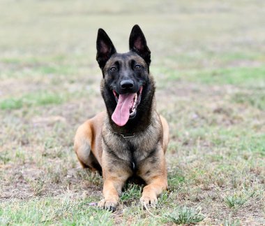 Genç Belçikalı çoban köpeği doğada güvenlik eğitimi alıyor.
