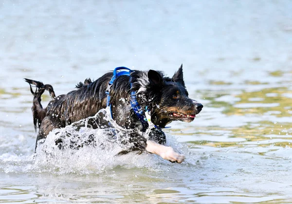 Genç Sınır Köpeği Yazın Nehirde Yüzüyor — Stok fotoğraf