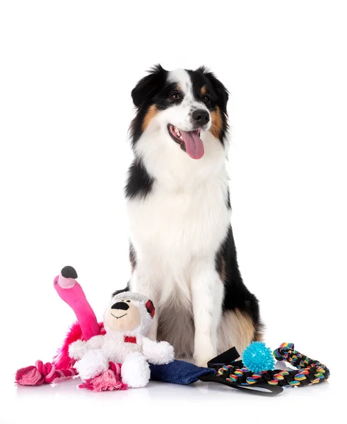 stock image Miniature American Shepherd in front of white background