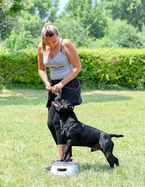Hond Training Voor Gehoorzaamheid Discipline Met Een Staflid — Stockfoto