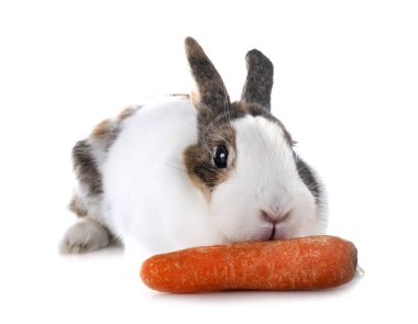 Beyaz arkaplanın önünde Rex Rabbit