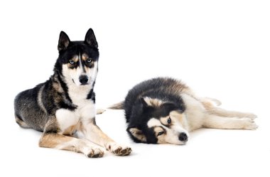 young Siberian Huskies in front of white background clipart