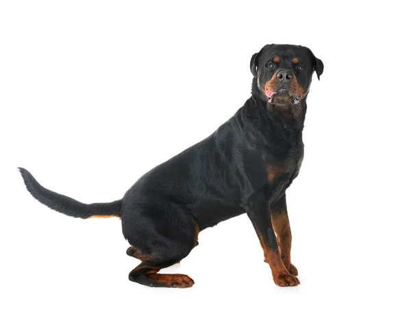 Fajtatiszta Rottweiler Előtt Fehér Háttér — Stock Fotó