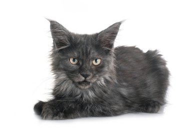 Maine Rakun Kedisi beyaz arkaplanın önünde