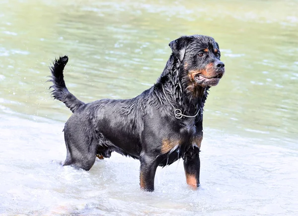 Young Rottweiler Swimming River Summer — стоковое фото