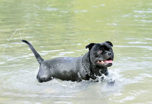 Young Staffie Swimming River Summer — Stock Photo, Image