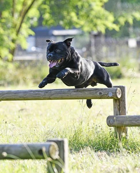 Szczeniak Staffordshire Byk Terrier Darmo Ogrodzie — Zdjęcie stockowe