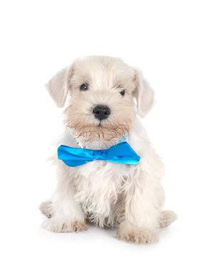 Beyaz arkaplan önünde minyatür schnauzer