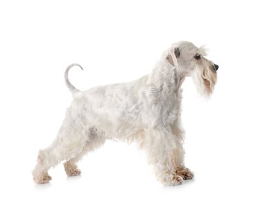 Beyaz arkaplan önünde minyatür schnauzer