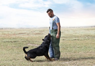 Genç Rottweiler koruma sporu ve polis eğitimi alıyor.