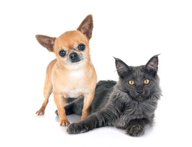 Maine coon yavru kedi ve beyaz arka plan önünde chihuahua