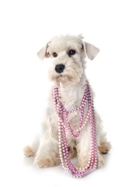 Beyaz arkaplan önünde minyatür schnauzer