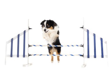 Beyaz arkaplan önünde minyatür Amerikan çoban köpeği