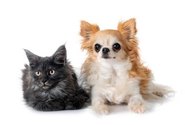 Maine coon yavru kedi ve beyaz arka plan önünde chihuahua