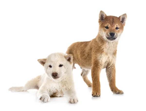 Young Shiba Inus Front White Background — Stock Photo, Image