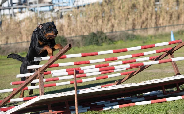 Training Voor Een Rottweiler Een Hek Voor Gehoorzaamheid Discipline — Stockfoto