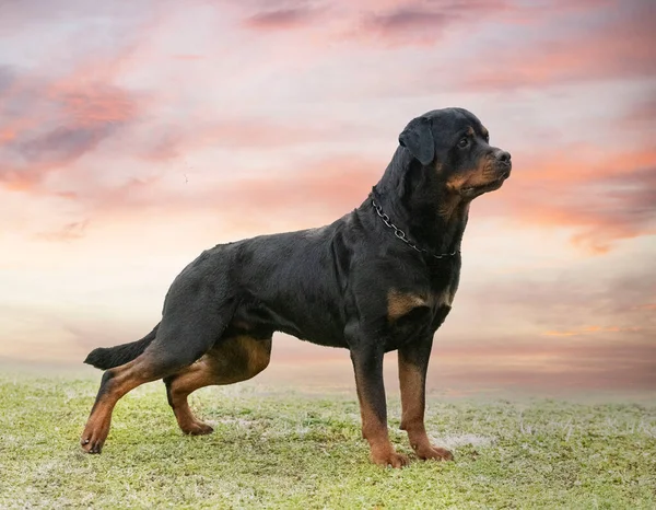 Cachorro Rottweiler Correndo Natureza Verão — Fotografia de Stock