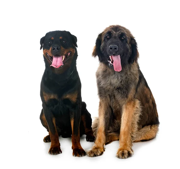 Young Leonberger Rottweiler Front White Background — Stock Photo, Image
