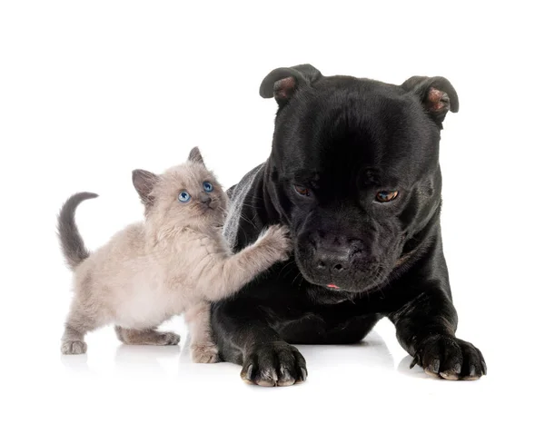 배경의 Siamese 고양이와 Staffy — 스톡 사진