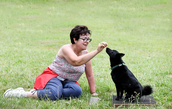 シッパーケーとの従順な規律のための犬の訓練 — ストック写真