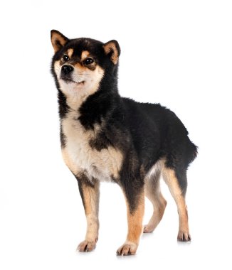 Beyaz arkaplan önünde shiba inu