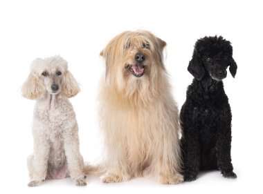 Beyaz arkaplan önünde Pyrenean Çoban Köpeği ve kanişler