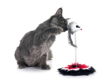 Maine Rakun Kedisi beyaz arkaplanın önünde