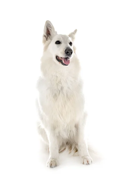 White Swiss Shepherd Dog Voor Witte Achtergrond — Stockfoto