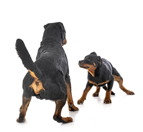 Puppy Rottweiler Adult Front White Background — Stock Photo, Image