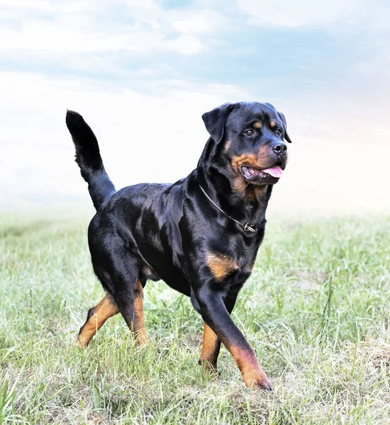 Genç Rottweiler Yazın Doğada Koşuyor — Stok fotoğraf