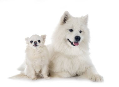 Samoyed köpek ve beyaz arka plan önünde chihuahua