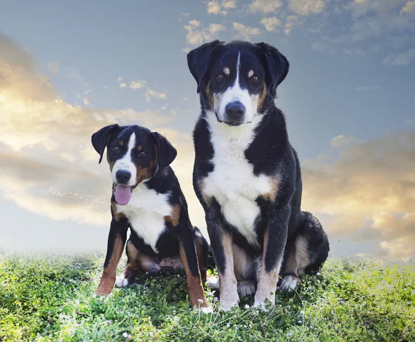Cachorro Adulto Appenzeller Sennenhund Jugando Jardín —  Fotos de Stock