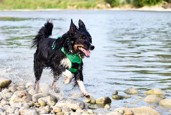 Junge Border Collie Schwimmt Sommer Einem Fluss — Stockfoto