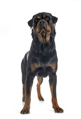 Beyaz arkaplan önünde safkan rottweiler