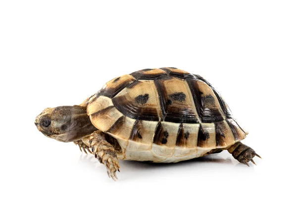 Griechische Schildkröte Vor Weißem Hintergrund — Stockfoto