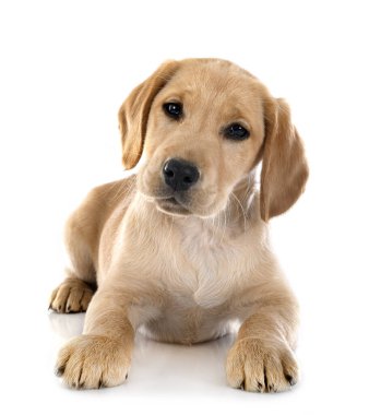 Beyaz arka planda köpek yavrusu Labrador Retriever