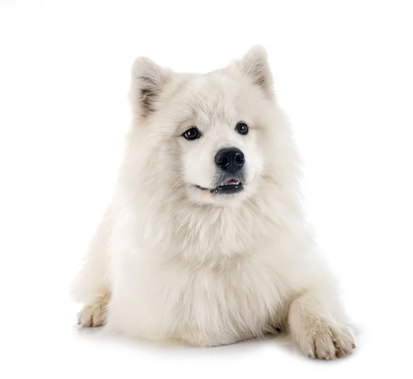 白い背景の前でサモエド犬 — ストック写真