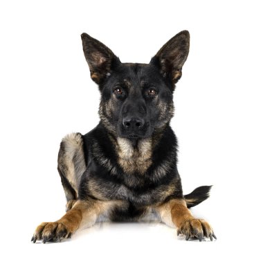 Genç Alman çoban köpeği beyaz arka planda.