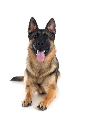 Genç Alman çoban köpeği beyaz arka planda.