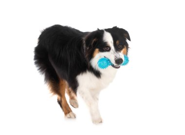 Beyaz arkaplan önünde minyatür Amerikan çoban köpeği