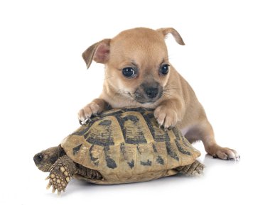 Beyaz arka planda chihuahua ve kaplumbağa