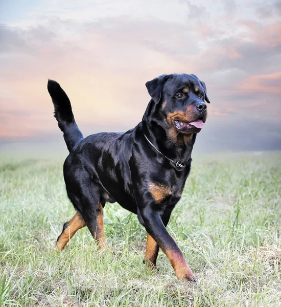 Jovem Rottweiler Correndo Natureza Verão — Fotografia de Stock