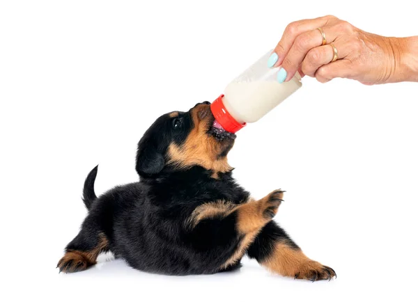 Puppy Rottweiler Suckle Bottle Front White Background — Stock Photo, Image