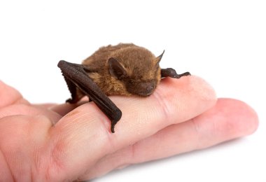Beyaz arkaplan önünde Pipistrellus pipistrellus