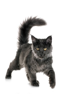 Maine Rakun Kedisi beyaz arkaplanın önünde