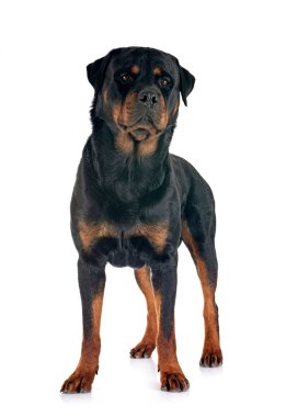 Beyaz arkaplan önünde safkan rottweiler