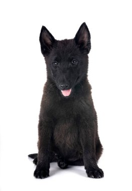 Genç Schipperke beyaz sırtlının önünde